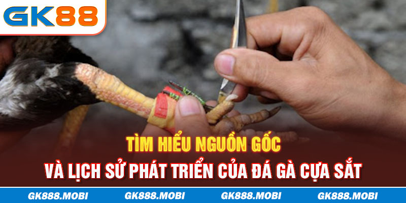Tìm hiểu nguồn gốc và lịch sử phát triển của đá gà cựa sắt