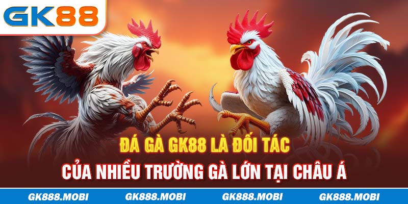 Đá gà GK88 là đối tác của nhiều trường gà lớn tại châu Á