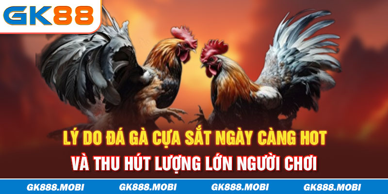 Lý do đá gà cựa sắt ngày càng hot và thu hút lượng lớn người chơi