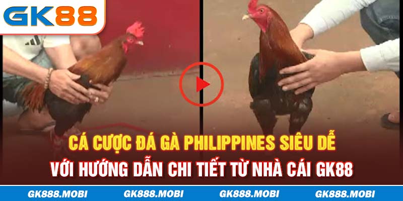 Cá cược đá gà Philippines siêu dễ với hướng dẫn chi tiết từ nhà cái GK88