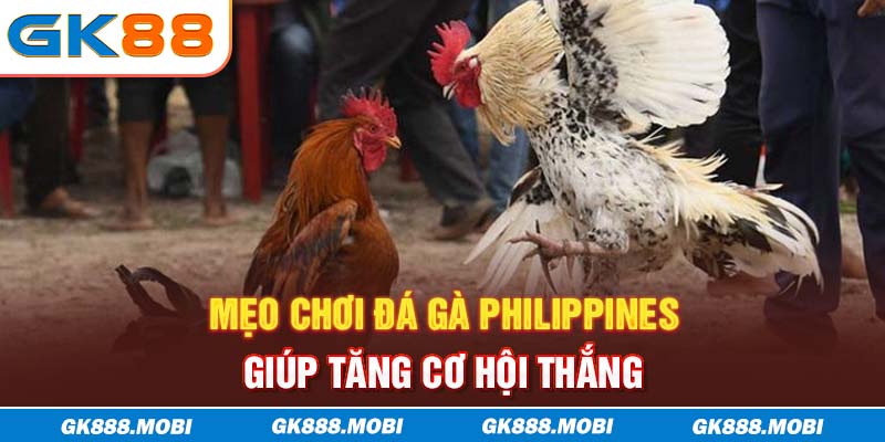 Mẹo chơi đá gà Philippines giúp tăng cơ hội thắng