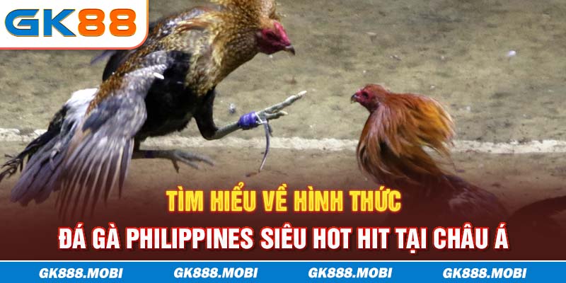 Tìm hiểu về hình thức đá gà Philippines siêu hot hit tại châu Á