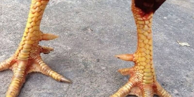 Tìm hiểu về vảy tam tài tứ quý - loại vảy quý sư kê nào cũng khát khao